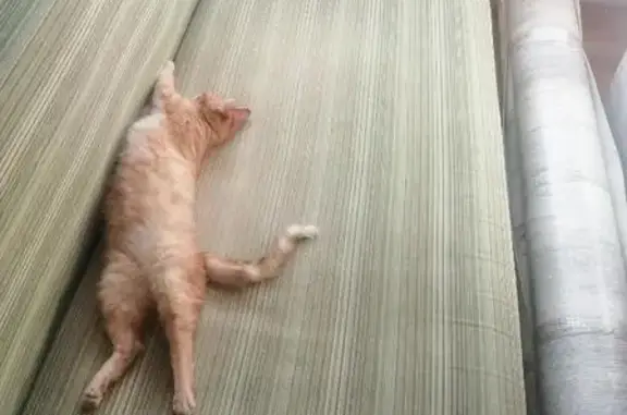 Кошки потеряшки, Иркутск, фото: Потеряшка кошка: Ключевая ул., 58