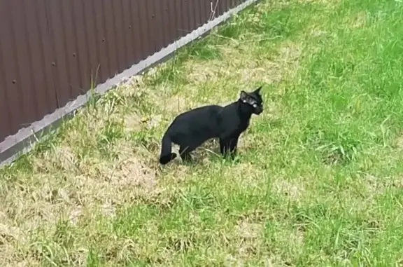 Кошки потеряшки, Зубово, фото: Потеряшка кошка: Л.Толстого, 10, Зубово