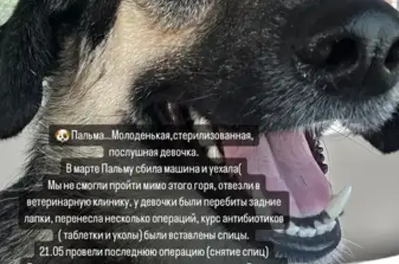 Найдена собака: Комсомольская, 117