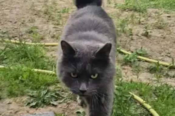 Найдена кошка, , фото: Найдена кошка Н8361, Фанипольский СС