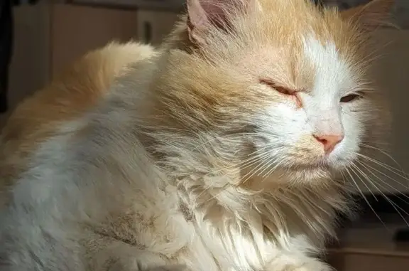 Кошки потеряшки, Бугровское, фото: Потеряшка рыжий кот, ул. Долгорукова, 29