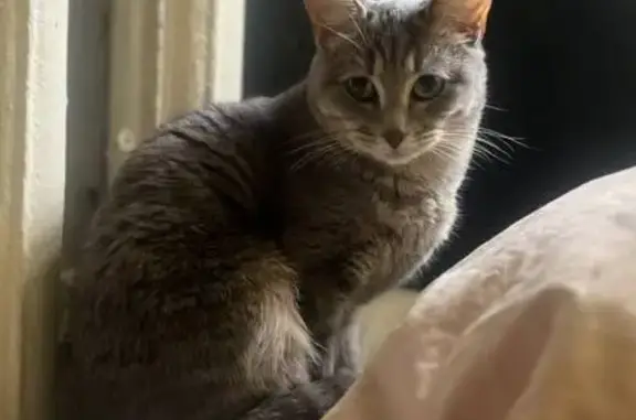 Кошки потеряшки, Санкт-Петербург, фото: Потеряшка кошка: 15-я линия ВО, 86