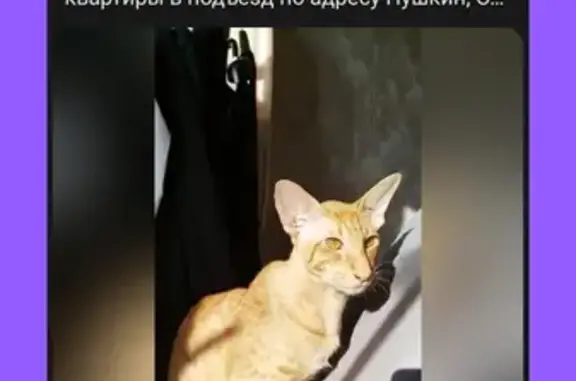 Пропал кот: Оранжерейная, 46, Пушкин