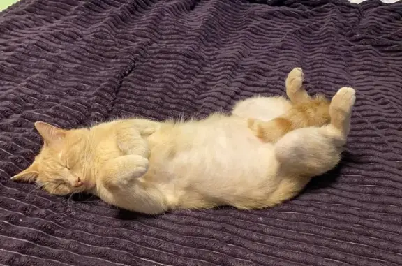 Кошки потеряшки, Санкт-Петербург, фото: Потеряшка кот Персик, пр-т Народного Ополчения, 177