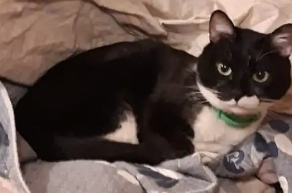 Найдена кошка, Боровково, фото: Пропала кошка на ул. Серова, Боровково