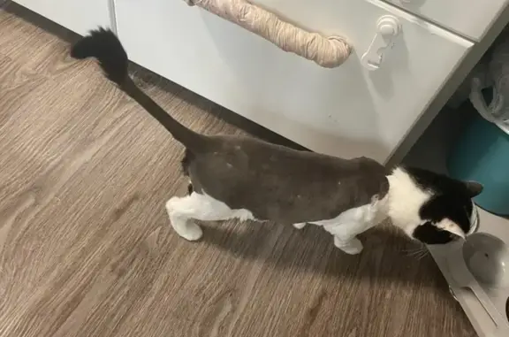 Кошки потеряшки, Уфа, фото: Потеряшка кошка Ася, ул. С. Злобина, 44, Уфа