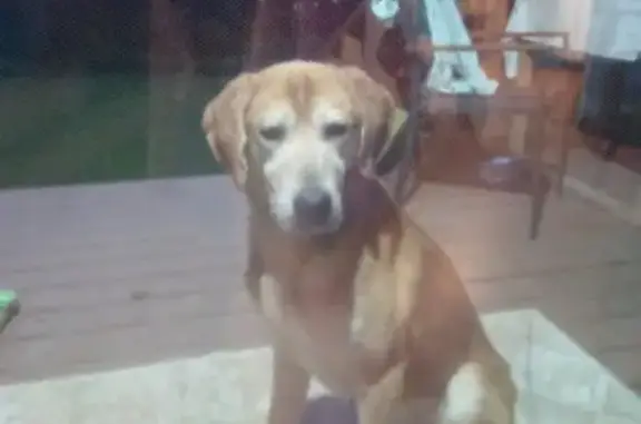 Найдена собака, , фото: Найдена собака: Придорожная ул., 5