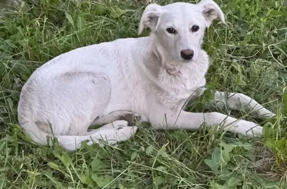 Найдена собака, ул. Стаханова, Липецк