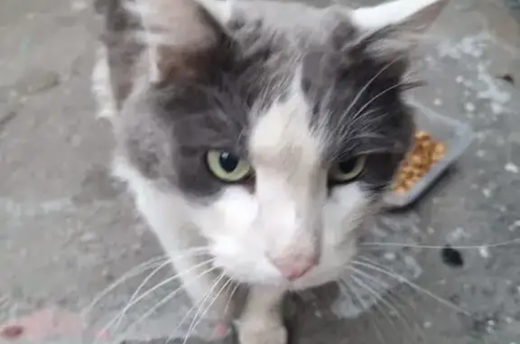 Найдена кошка: Дубнинская ул., 2к7