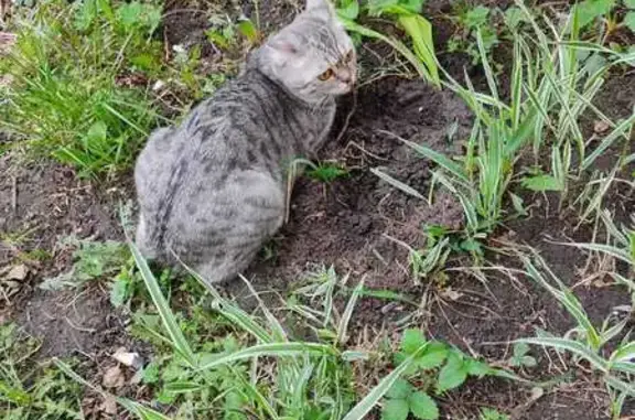 Пропала кошка, ул. Герасименко, Томск