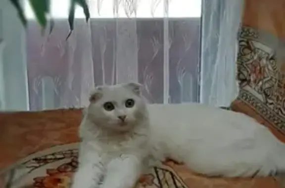 Пропал белый кот, Спартаковская 48