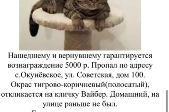 Пропала кошка в Окуневском