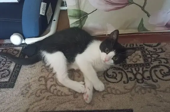 Кошки потеряшки, Санкт-Петербург, фото: Потеряшка кошка: пр-т Космонавтов, 52 к2