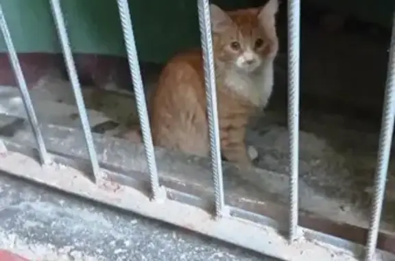 Найдена кошка, Санкт-Петербург, фото: Найдена кошка, ул. Пилютова, 14, СПб