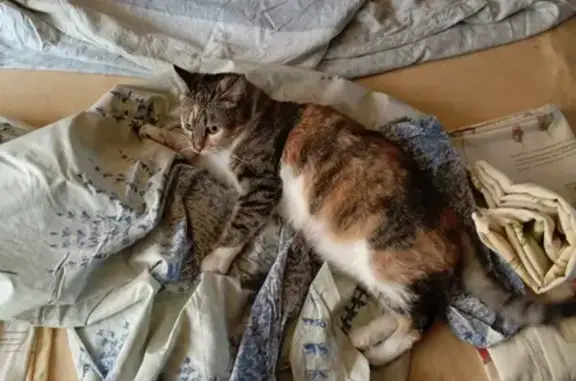 Пропала кошка: Сеславинская, 32