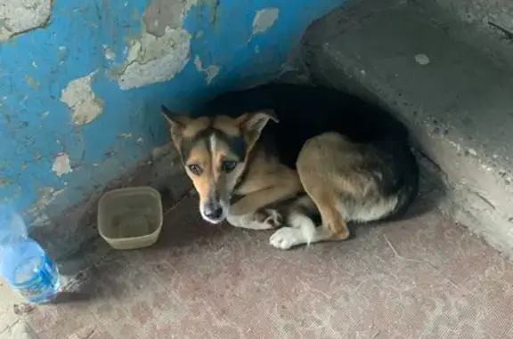 Найдена собака в Колосовке, Калининград