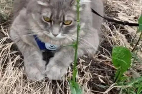Кошки потеряшки, Салават, фото: Потеряшка кот: Мусино, СНТ 35, серый