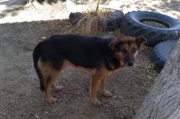 Пропали собаки в Колосках, Крым