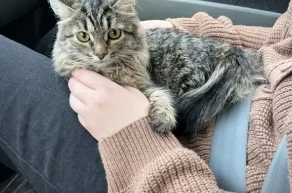 Кошки потеряшки, Уфа, фото: Потеряшка кошка: Октября, 126/1, Уфа