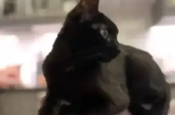 Кошки потеряшки, Санкт-Петербург, фото: Потеряшка черная кошка: Ярославский, 27