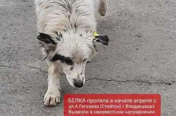 Пропала собака, ул.Гагкаева, Владикавказ