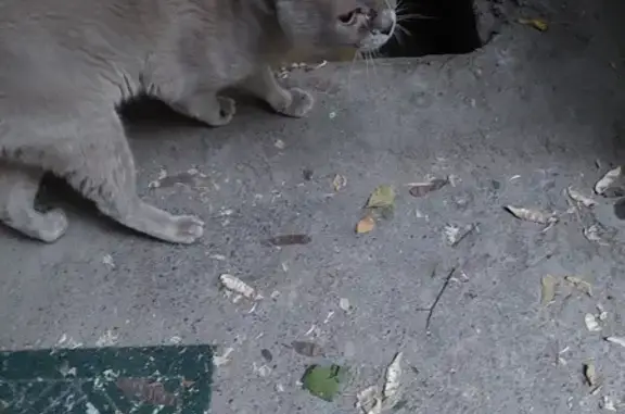 Объявления о пропавших и найденных животных, Ростов-на-Дону, фото: Найдена кошка, Газетный пер., Ростов