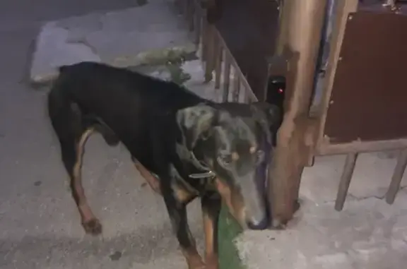 Найдена собака на Базовской, 69