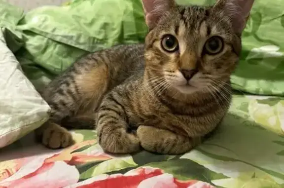 Кошки потеряшки, Санкт-Петербург, фото: Потеряшка котёнок, Пискарёвский пр., СПб