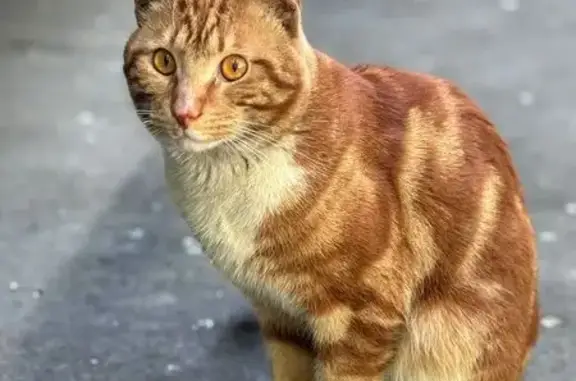 Найден рыжий кот ул.1905 года, Москва