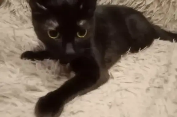 Найдена черная кошка, ул. Крыленко, 43 к2