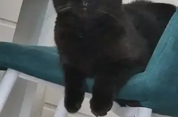 Пропала кошка Летти, д.Дуброво, Восточная