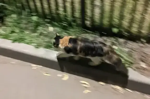 Найден котик: Есенинский бул., Мск