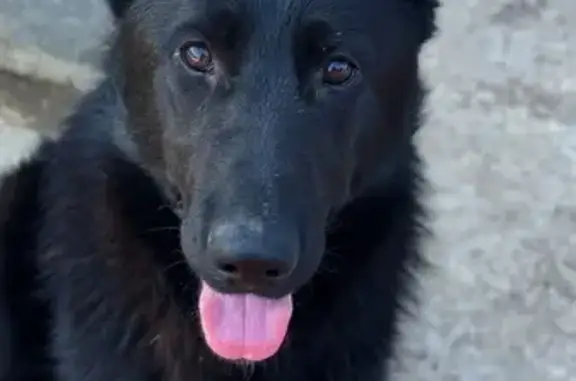 Собаки потеряшки, Песчано-Ковалинское, фото: Потеряшка щенка, Конечная ул.