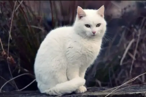Пропала белая кошка, Усть-Абакан