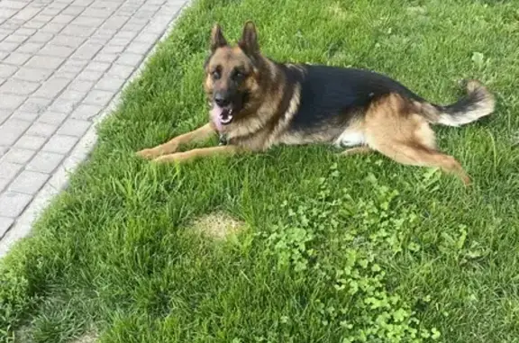 Найдена собака: Оранжевый пер., Звенигород