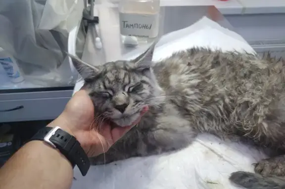 Найдена кошка, , фото: Мейн-кун, Кечкеметская 190, шрам на носу