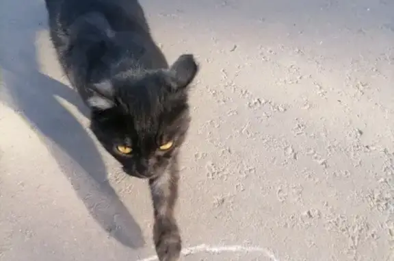 Найдена кошка: ул. Горького, 101