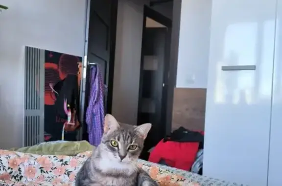 Кошки потеряшки, Санкт-Петербург, фото: Потеряшка кошка: Октябрьская наб., 34 к3