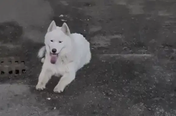 Найдена собака: Аспантау ул., 4, Алматы