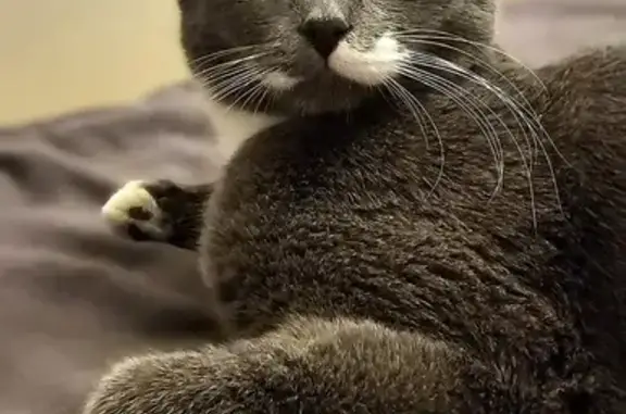 Объявления о пропавших и найденных животных, Смоленск, фото: Пропала кошка: ул. Багратиона, 7А