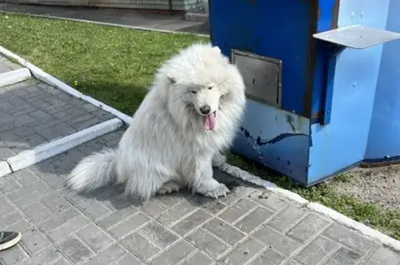 Найдена собака: Дубравная ул., 36, Казань