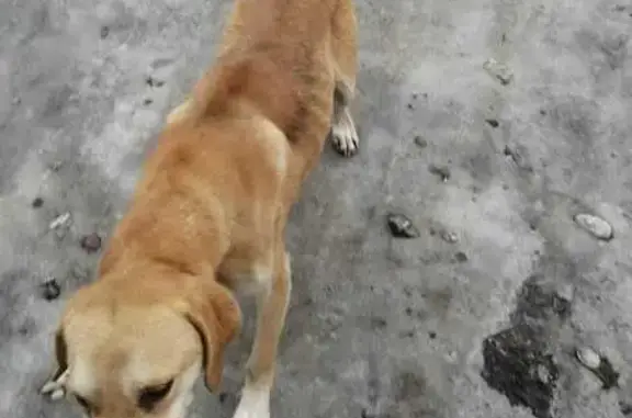Найден пёс: Алтайское, ул. Зои, 44