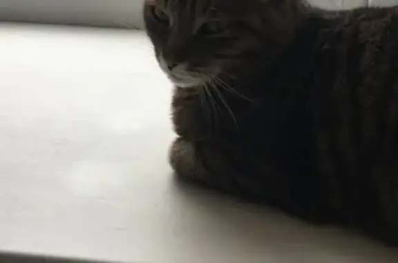 Найдена кошка, Курган, фото: Найден кот: ул. Томина, 82, Курган