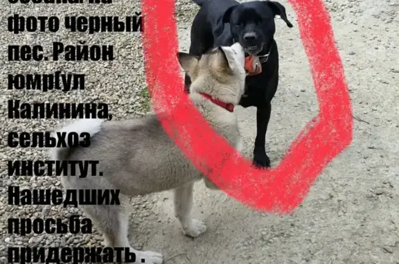 Пропала собака, ул. Каляева, Краснодар