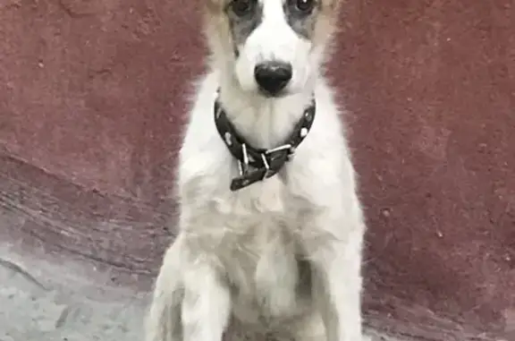 Найден щенок на ул. Дегтярёва, 43