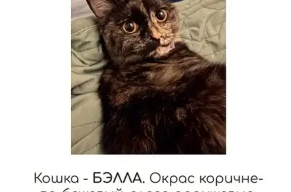 Пропала кошка Бэлла, Свердловская обл.