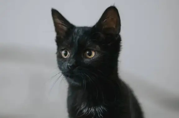 Пропала черная кошка, ул. Стопани, 71