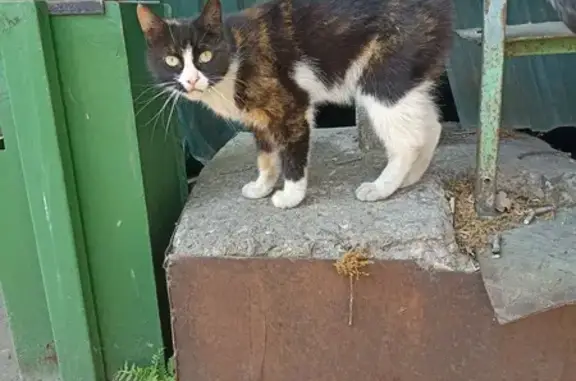 Найдена кошка: Огородный проезд, МСК