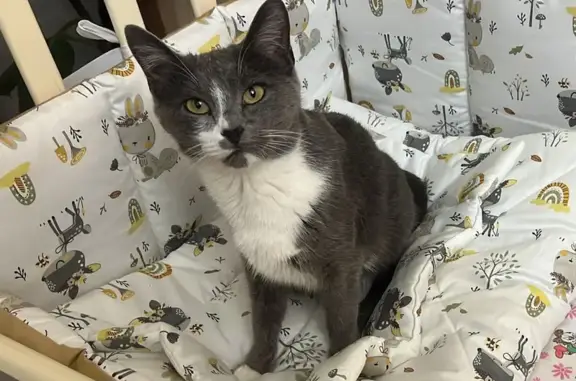 Кошки потеряшки, Уфа, фото: Потеряшка кошка: ул. Братьев Кадомцевых, 6/1