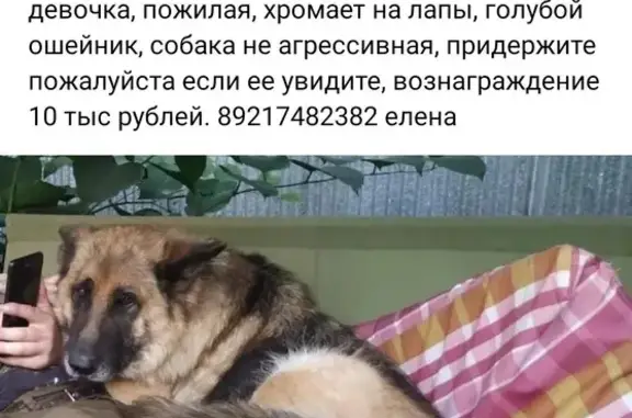 Пропала собака: 41К-010, Веревское